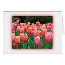 Peach and Pink Tulips Card