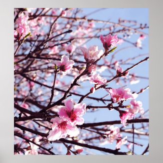 Peach Blossom Blowout print