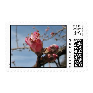Peach Blossom Postage