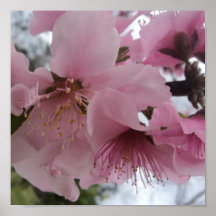 Peach Blossom Poster