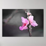 Peach Blossom Posters