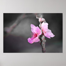 Peach Blossom Posters