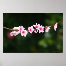 Peach Blossom Poster