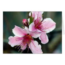 Peach Blossoms 072 - Card cards