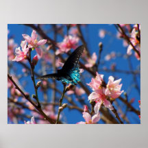 Peach blossoms and spring butterfly poster