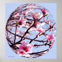 Peach Blossoms Orb Posters