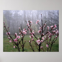Peach Blossoms Poster