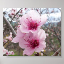 Peach Blossoms Print