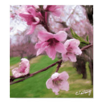 Peach Blossoms Print/Poster