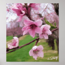 Peach Blossoms Print/Poster
