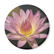 Peach Blow magnets