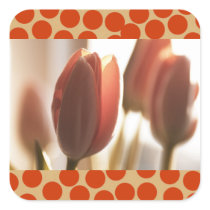 Peach Blush Tulips, cards stickers postcards
