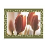 Peach Blush Tulips, cards stickers postcards