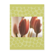 Peach Blush Tulips, cards stickers postcards