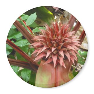 Peach Bromeliad Magnet magnet