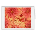 Peach Chrysanthemums cards by jolomast Peach Chrysanthemums cards