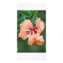 Peach colored flower photo card