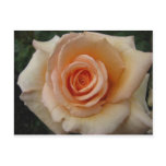 Peach colored rose post cards