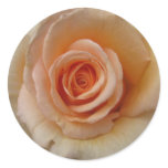 Peach colored rose sticker