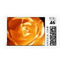 Peach Cream Rose Stamp by epclarke Peach Cream Rose Stamp