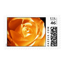 Peach Cream Rose Stamp