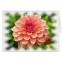 Peach Dahlia cards by ggbythebay Peach Dahlia cards