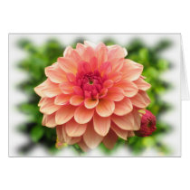 Peach Dahlia cards