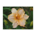 Peach Daylily Postcard postcard