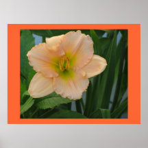 Peach Daylily Posters
