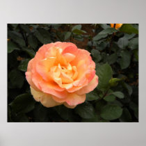 Peach Delight Posters