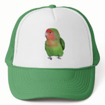 Peach-faced Lovebird hats