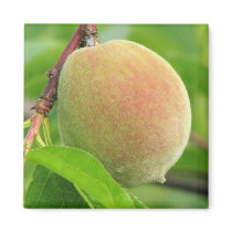 Peach Fuzz magnets
