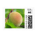 Peach Fuzz Stamp