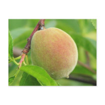 Peach Fuzz postcards