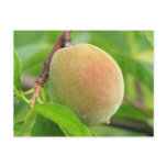 Peach Fuzz Postcards