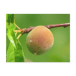 Peach Fuzz Postcards