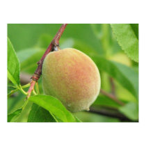Peach Fuzz posters by princessklb07 Peach Fuzz posters