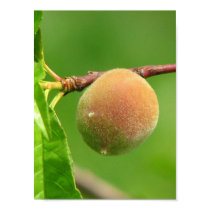 Peach Fuzz posters by princessklb07 Peach Fuzz posters