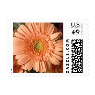 Peach Gerbera Daisy Flower Postage Stamp