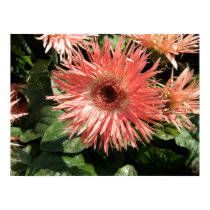 Peach Gerbera Daisy posters