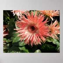Peach Gerbera Daisy Print