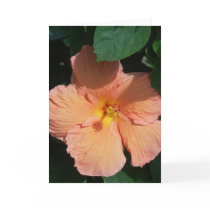 Peach Hibiscus Greeting Card