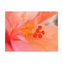 Peach Hisbiscus postcards