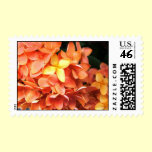 Peach Hydrangea Postage Stamp