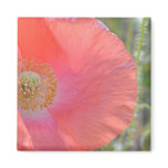 Peach Iceland Poppy Fridge Magnets