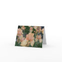 Peach Iris cards by Augie_Designs Peach Iris cards