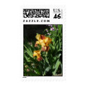 Peach Iris postage