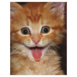 peach kitty full color flyer