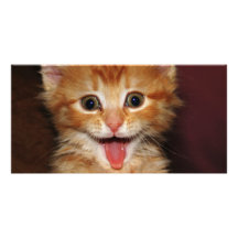 peach kitty photo card
