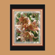 Peach Lillies postcards